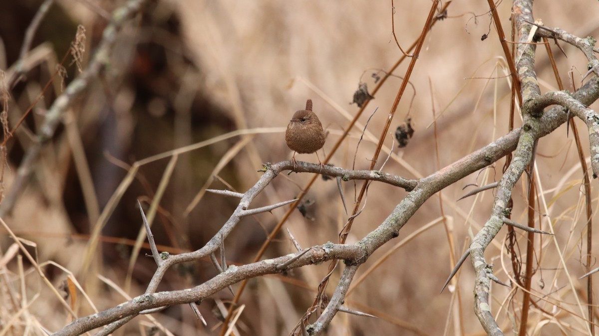 Winter Wren - ML639061131