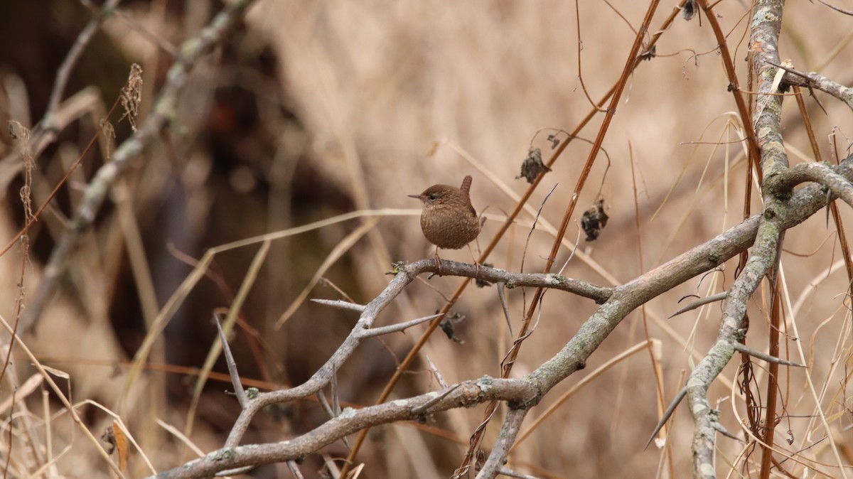 Winter Wren - ML639061132
