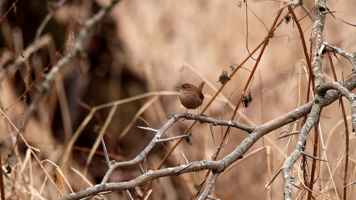 Winter Wren - ML639061142