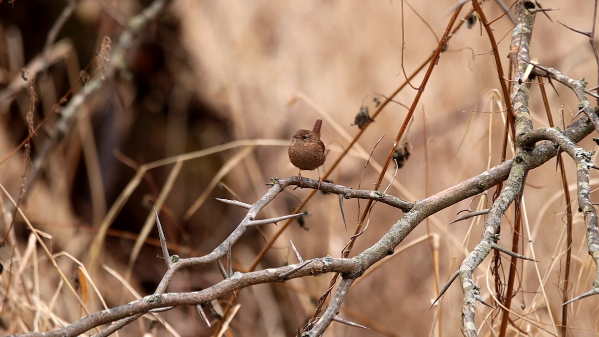 Winter Wren - ML639061148
