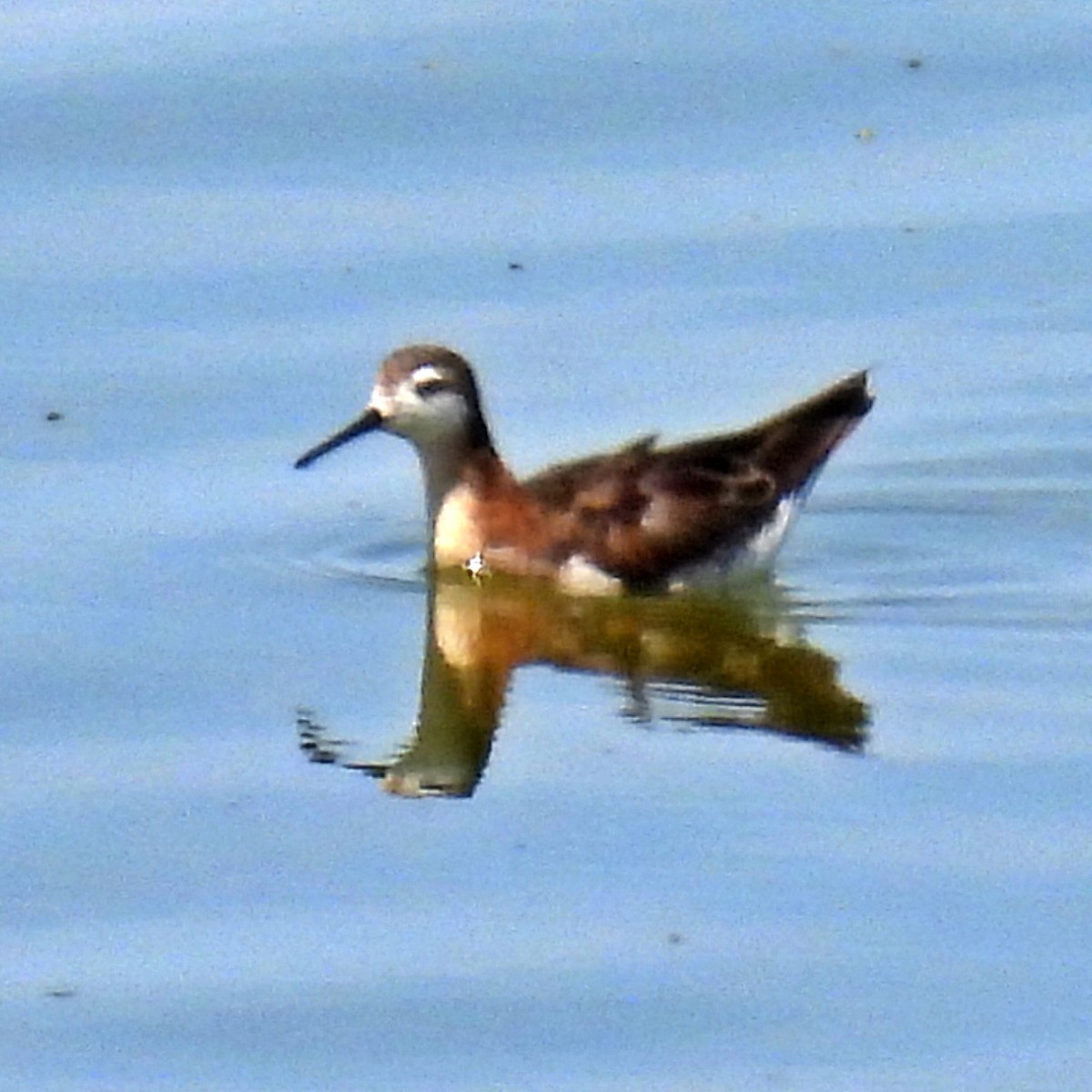 Wilson's Phalarope - ML639061172