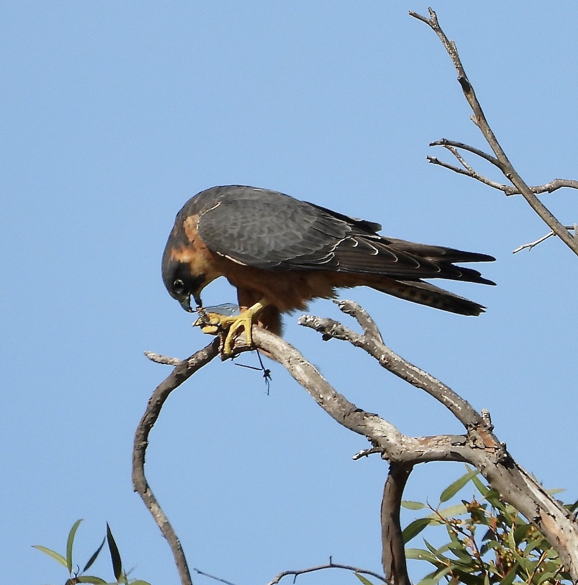 Alcotán Australiano - ML639061191