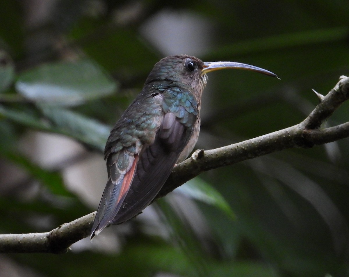 Rufous-breasted Hermit - ML639061231
