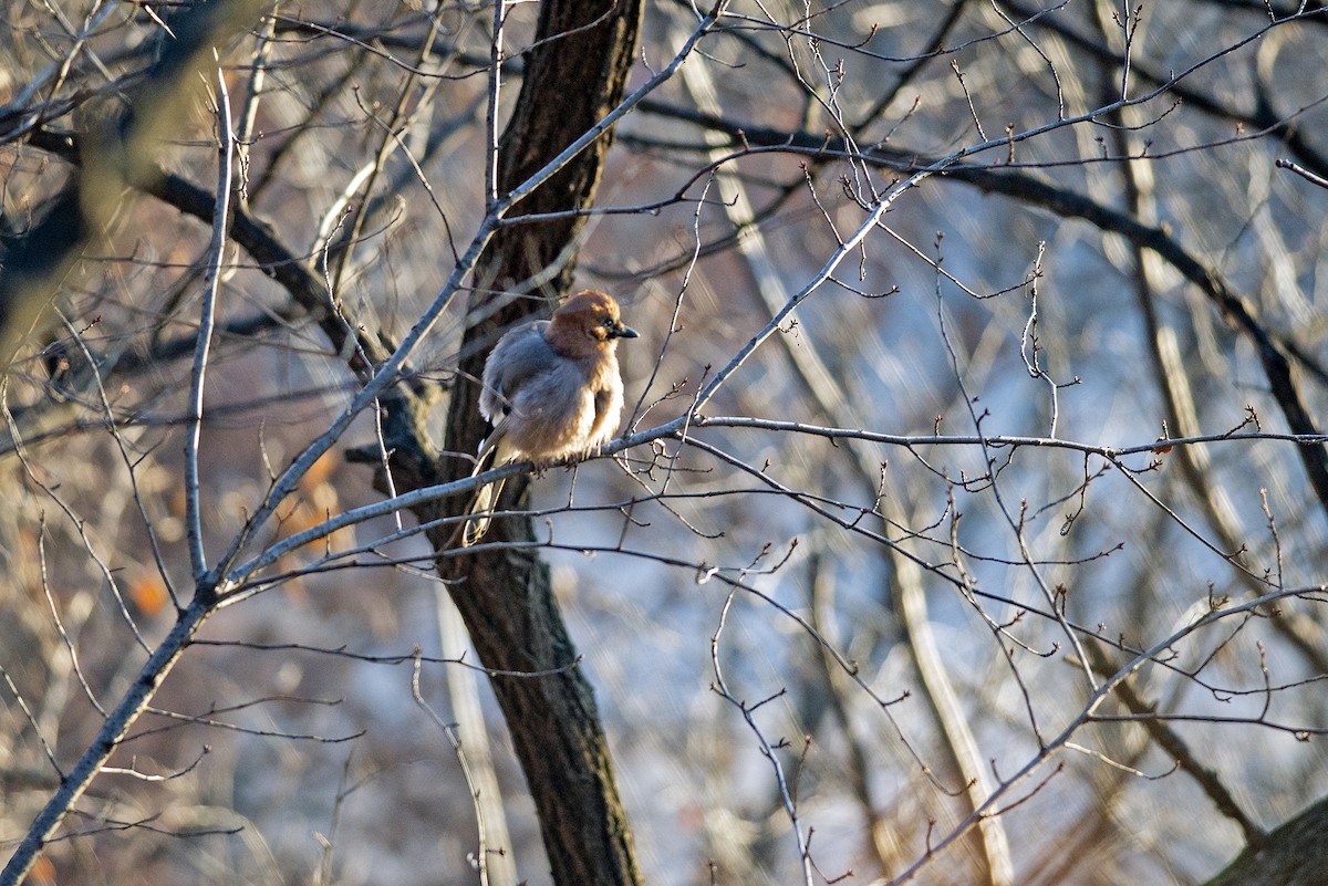 Eurasian Jay (Brandt's) - ML639061269