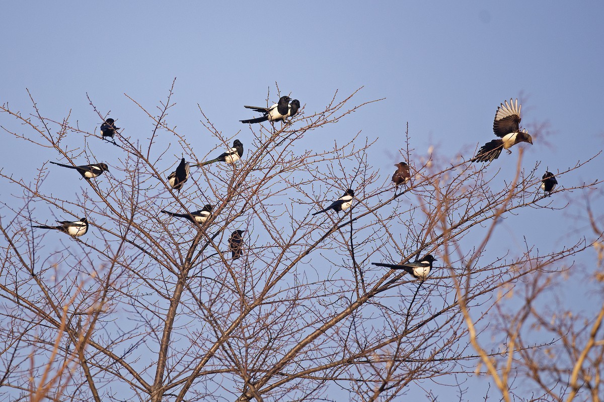 Oriental Magpie - ML639061375