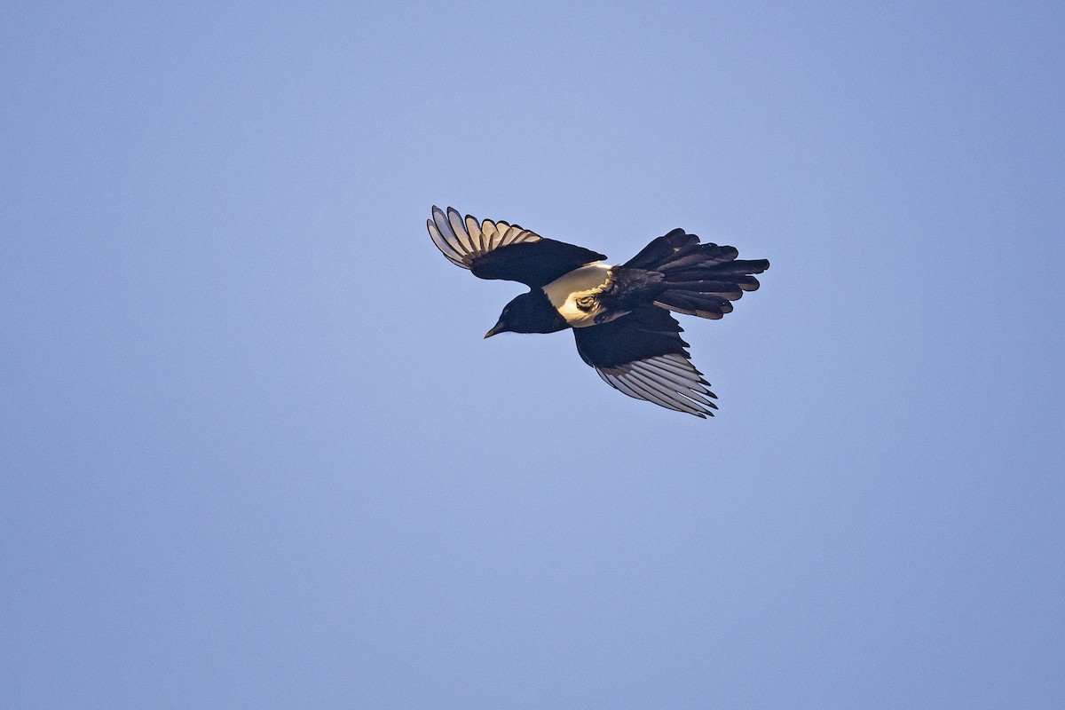 Oriental Magpie - ML639061383