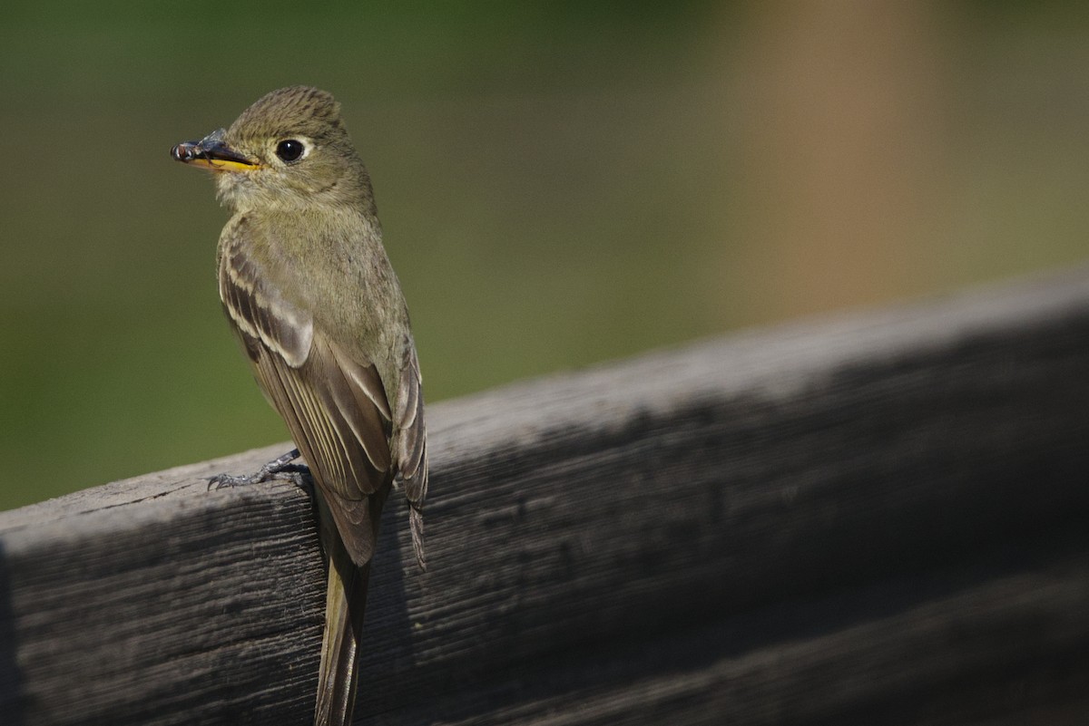 Western Flycatcher - ML639061390