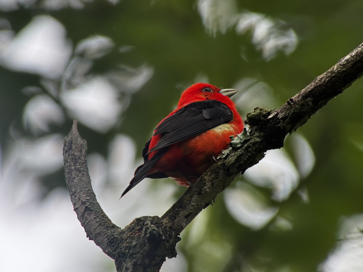 Scarlet Tanager - ML639061403