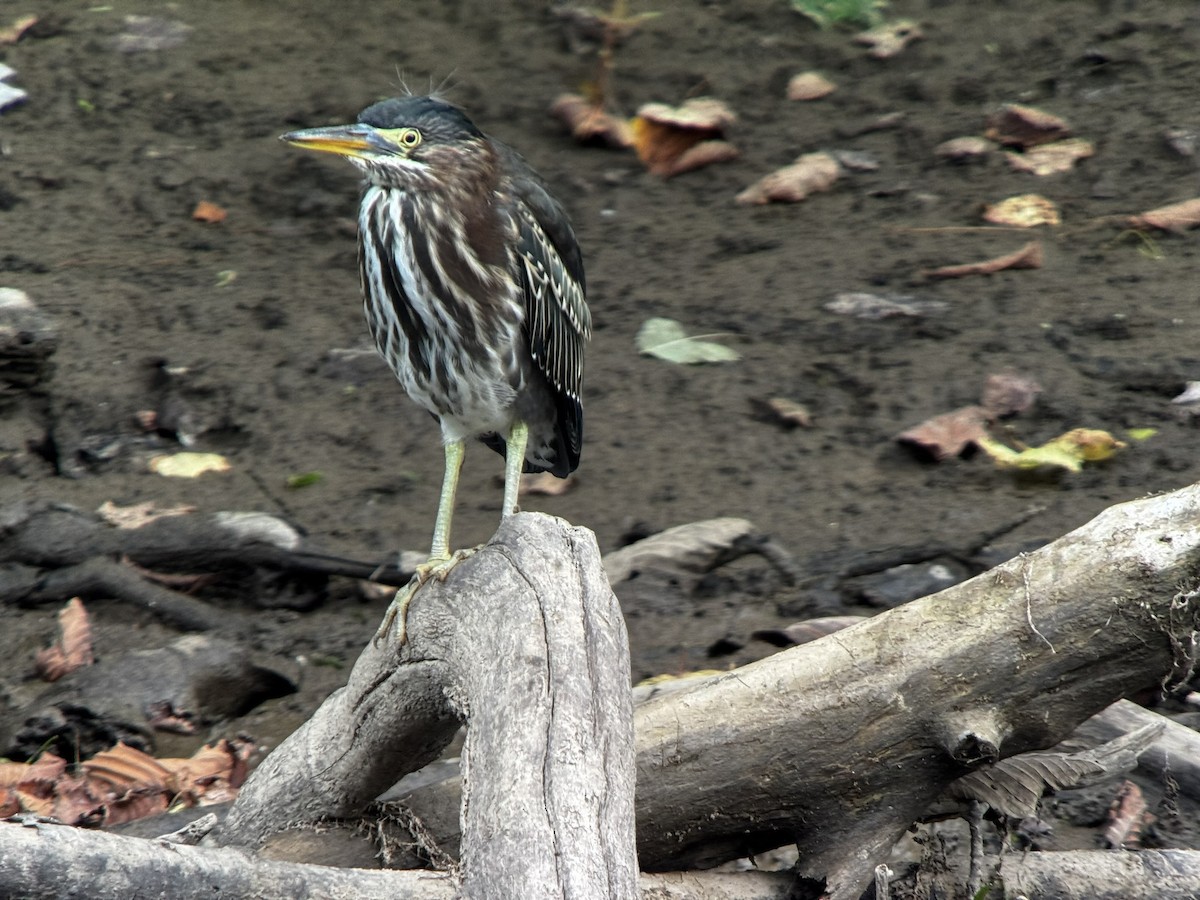 Green Heron - ML639061419