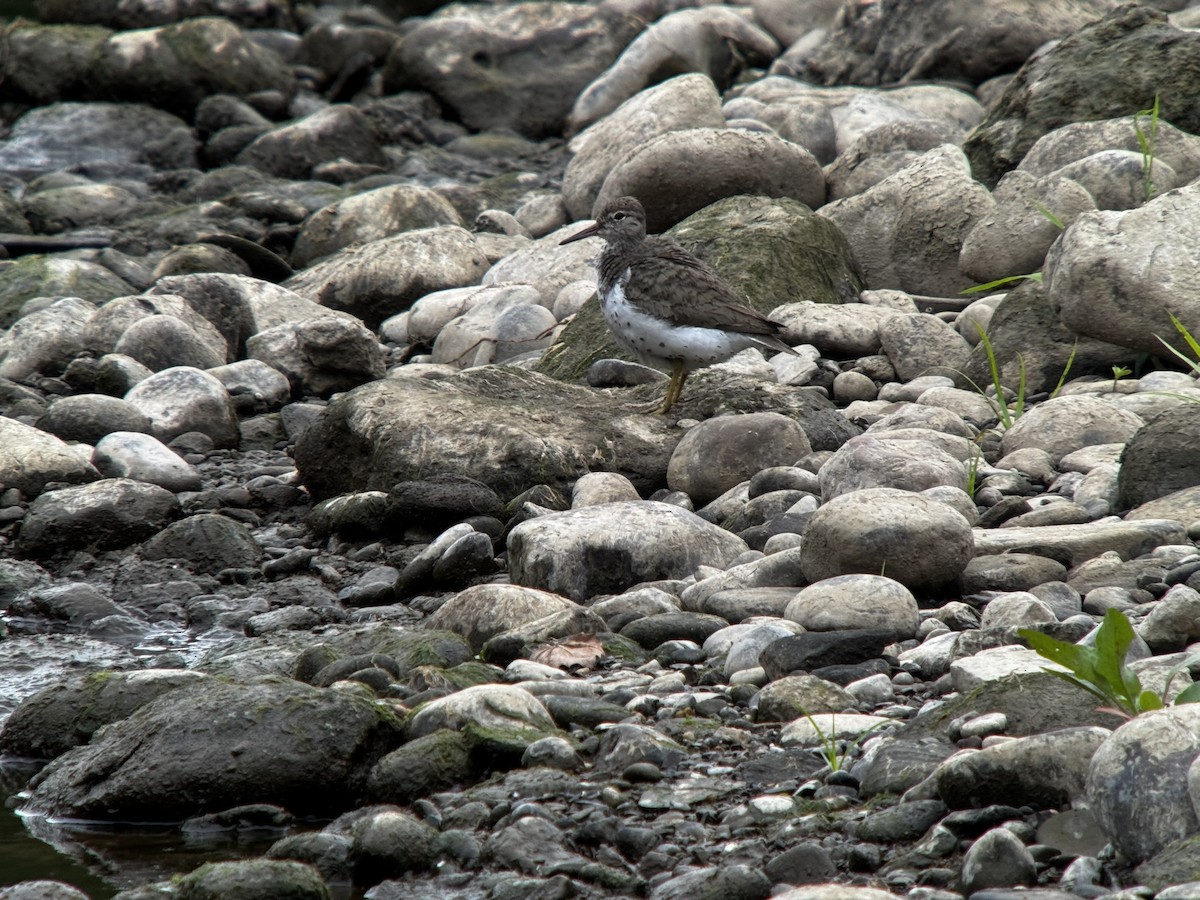 Spotted Sandpiper - ML639061425