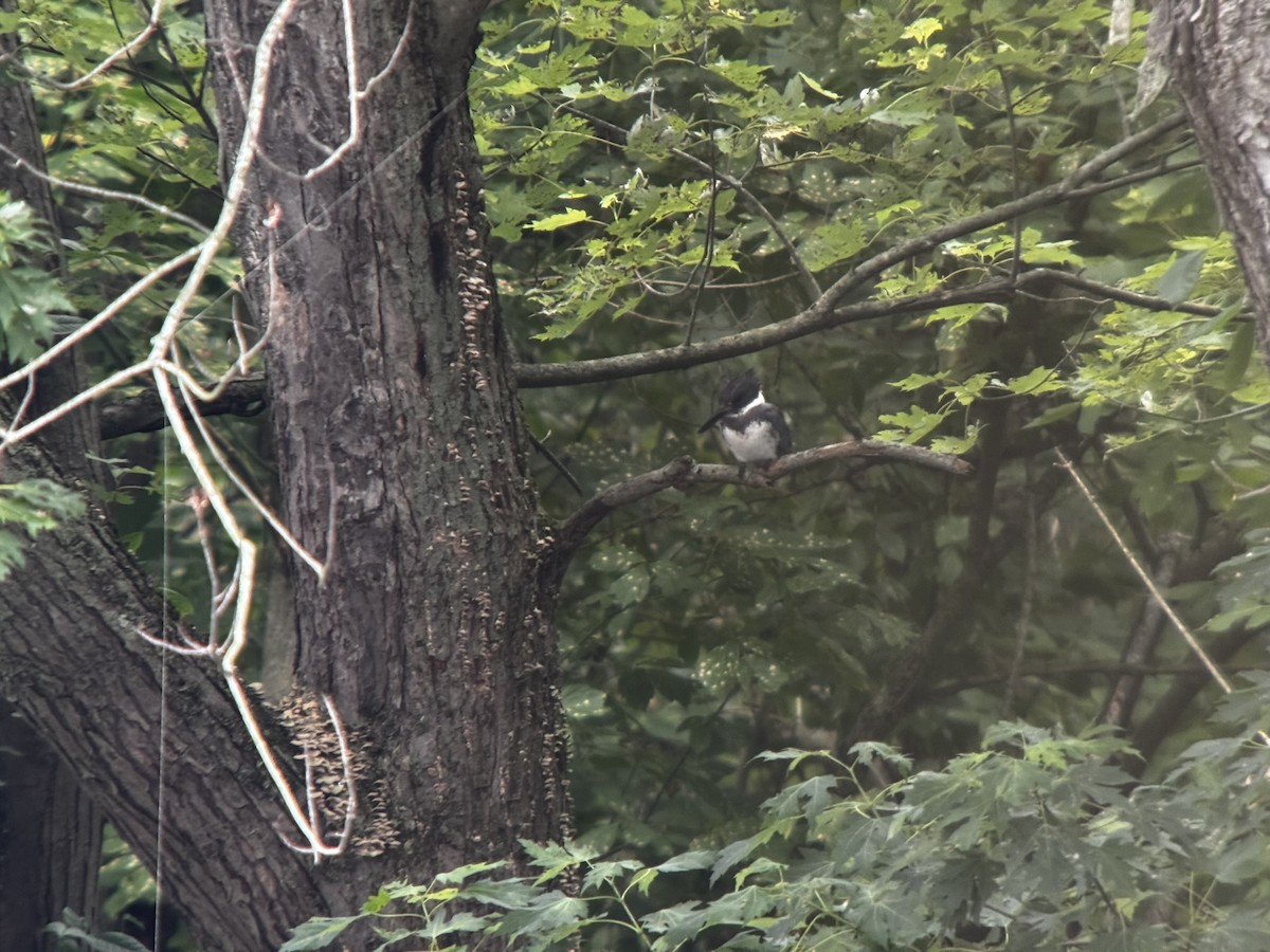 Belted Kingfisher - ML639061434