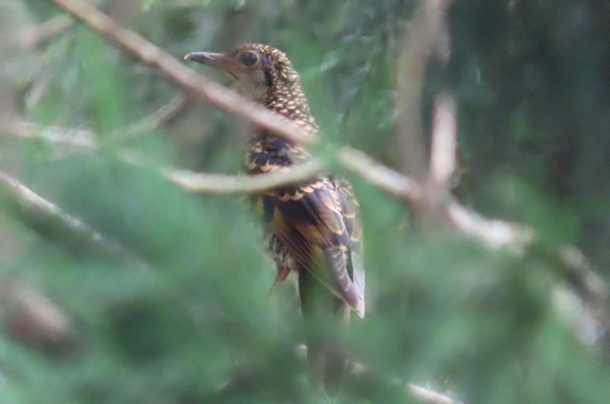 Scaly Thrush (Scaly) - ML639061475