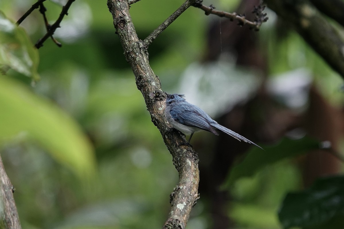 African Blue Flycatcher - ML639061534