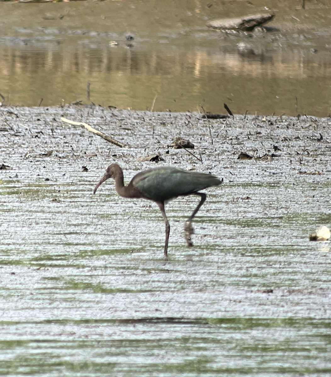 Glossy Ibis - ML639061552