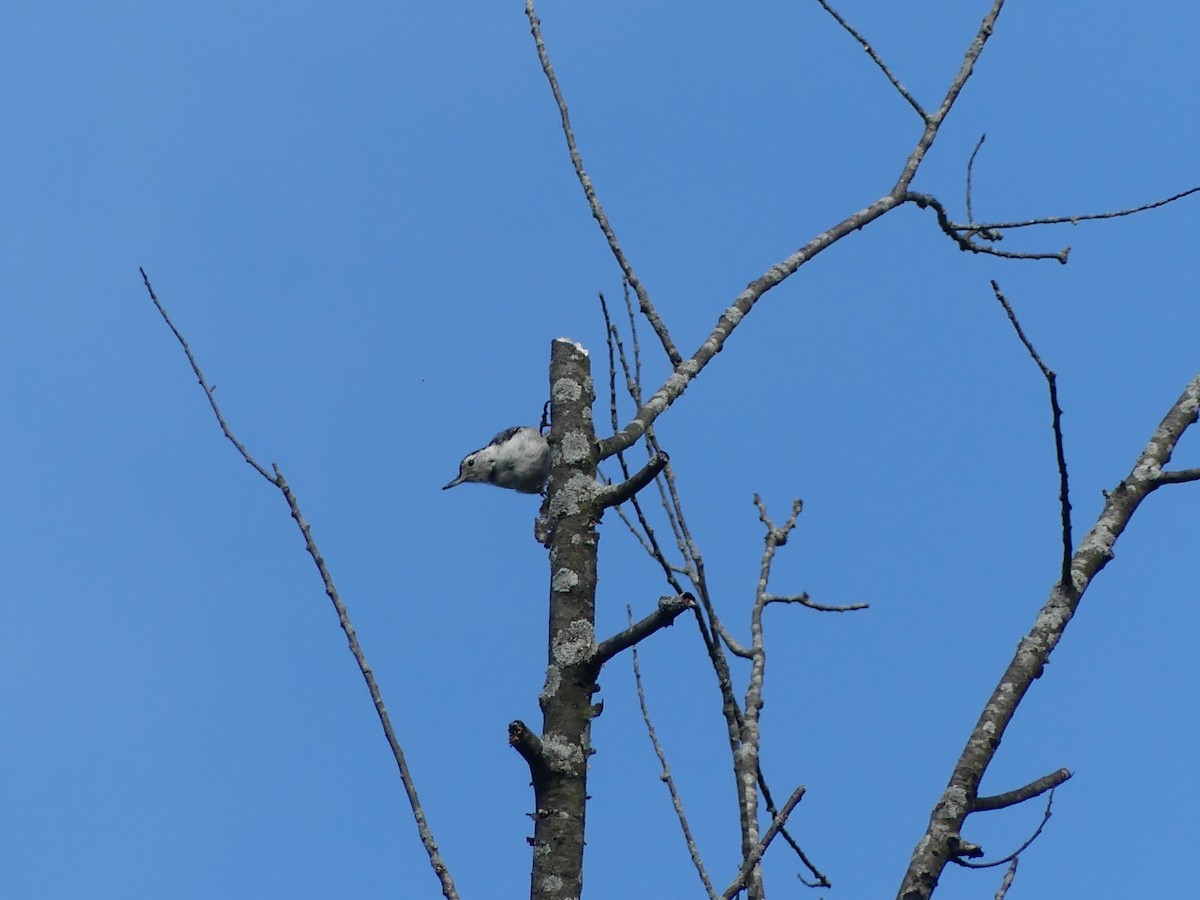 White-breasted Nuthatch - ML639061617