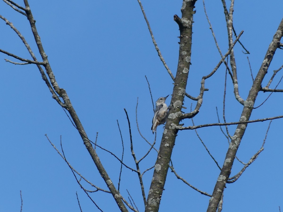 White-breasted Nuthatch - ML639061618