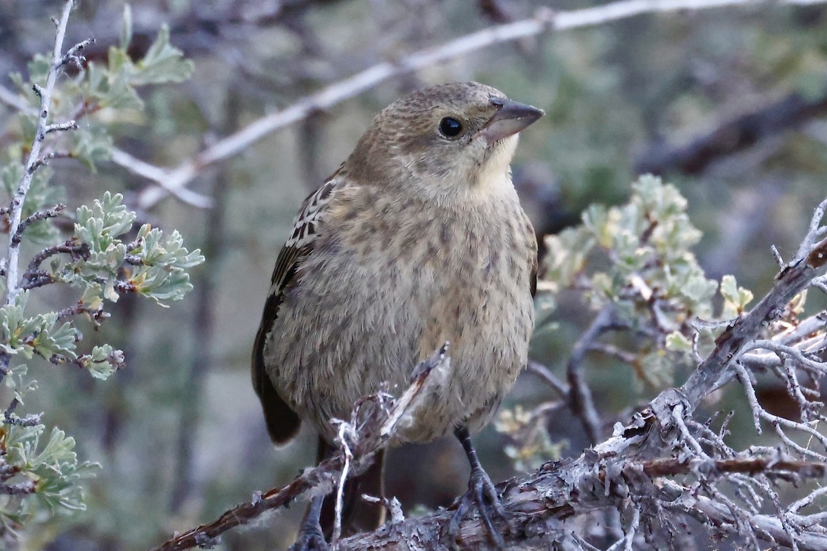 Brown-headed Cowbird - ML639061675