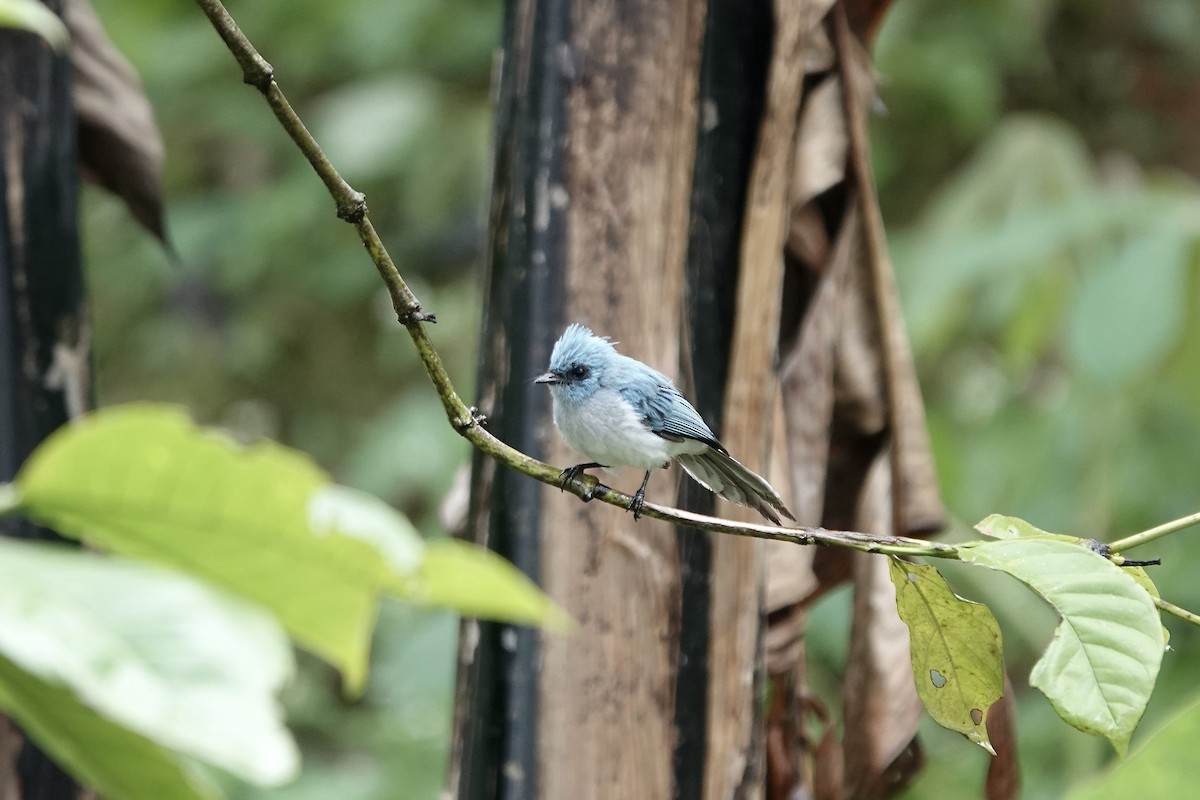 African Blue Flycatcher - ML639061813