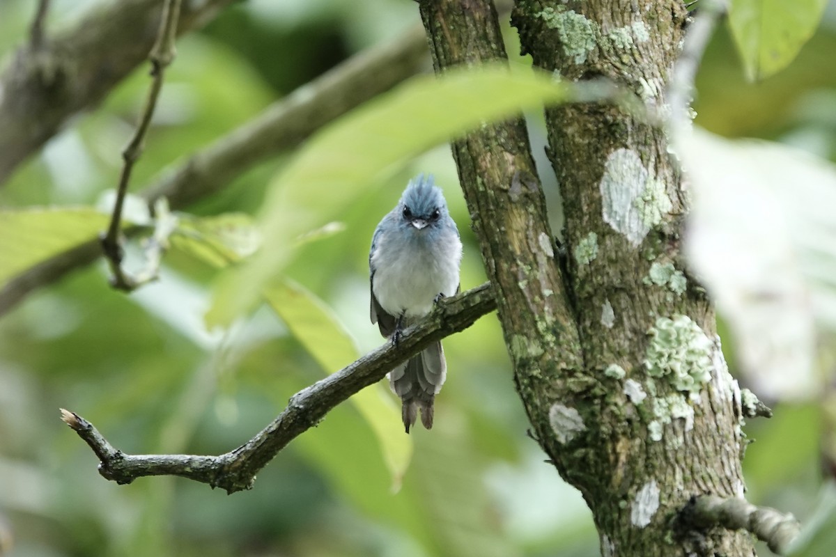 African Blue Flycatcher - ML639061817