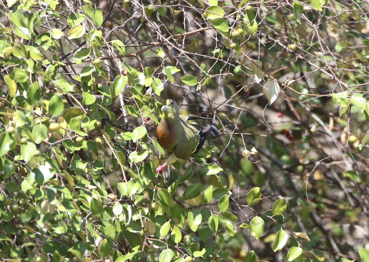 Orange-breasted Green-Pigeon - ML639061834