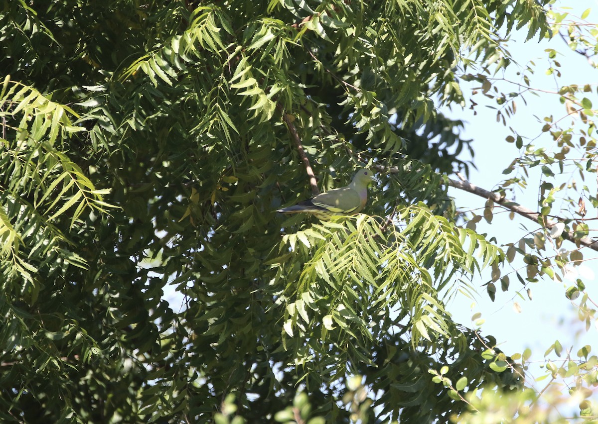 Orange-breasted Green-Pigeon - ML639061835