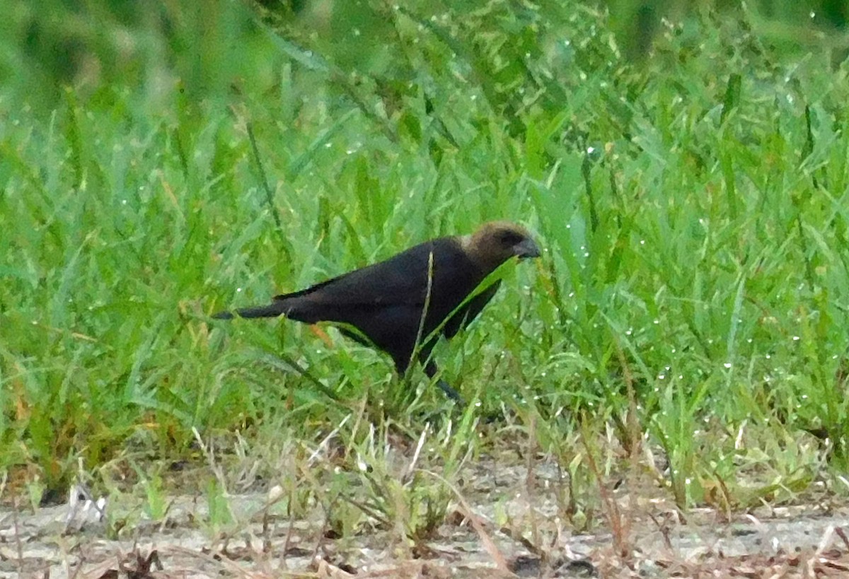 Brown-headed Cowbird - ML639061847