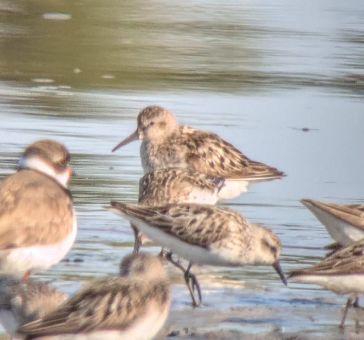 Semipalmated Sandpiper - ML639061848