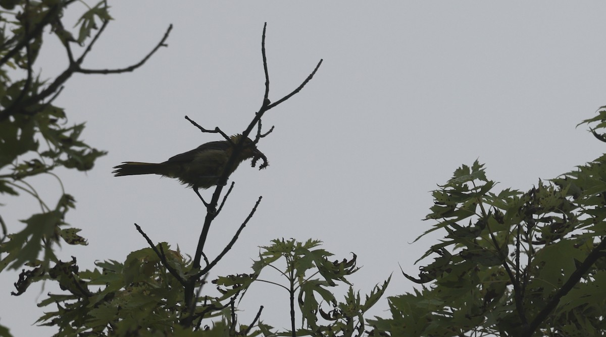 Orchard Oriole - ML639061855