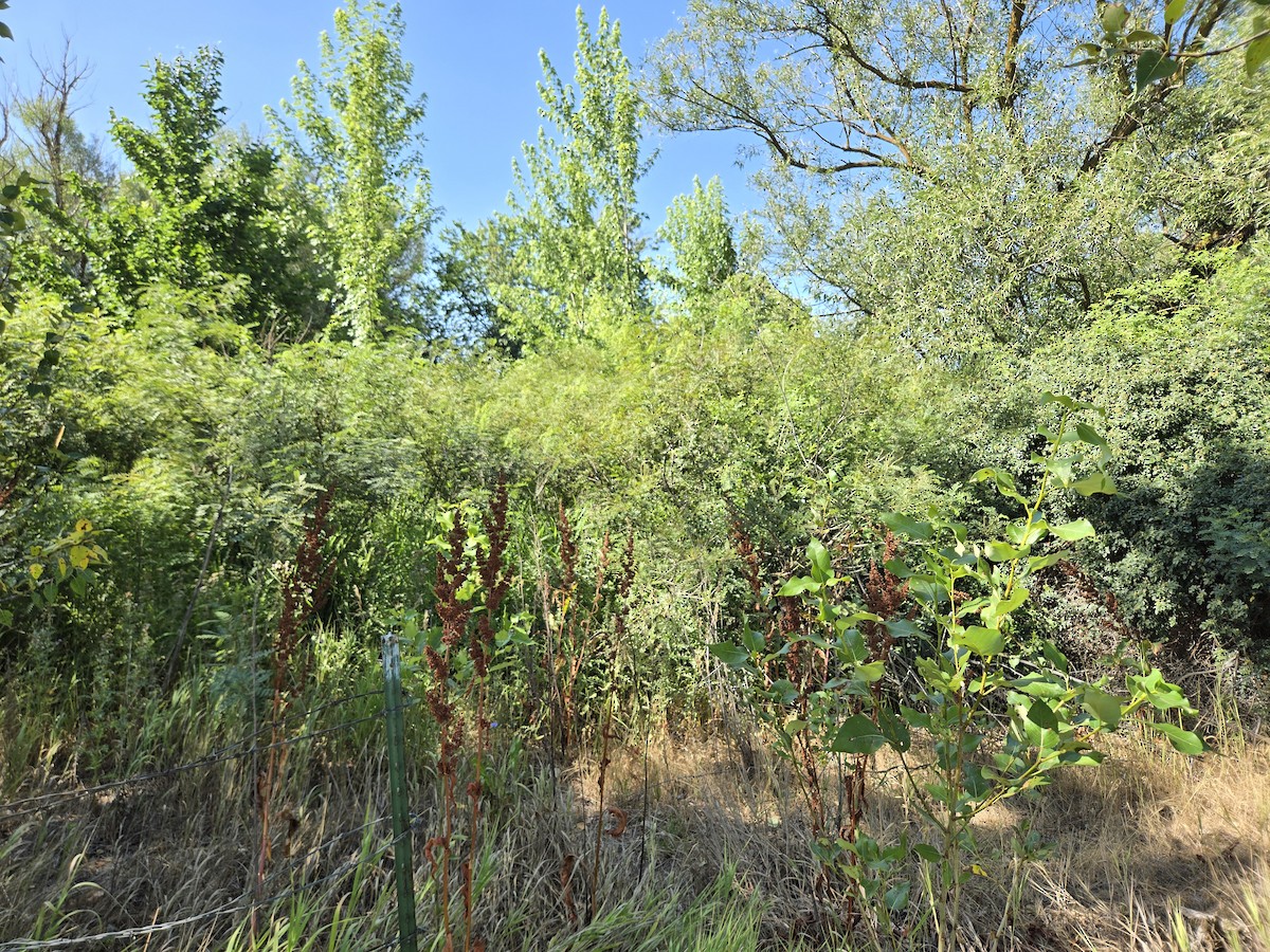 null - ML639061876