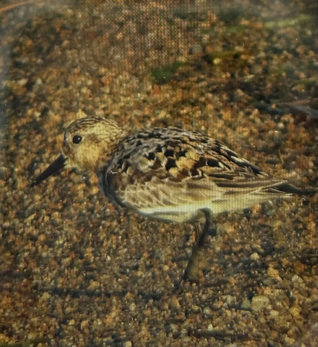 Sanderling - ML639061928