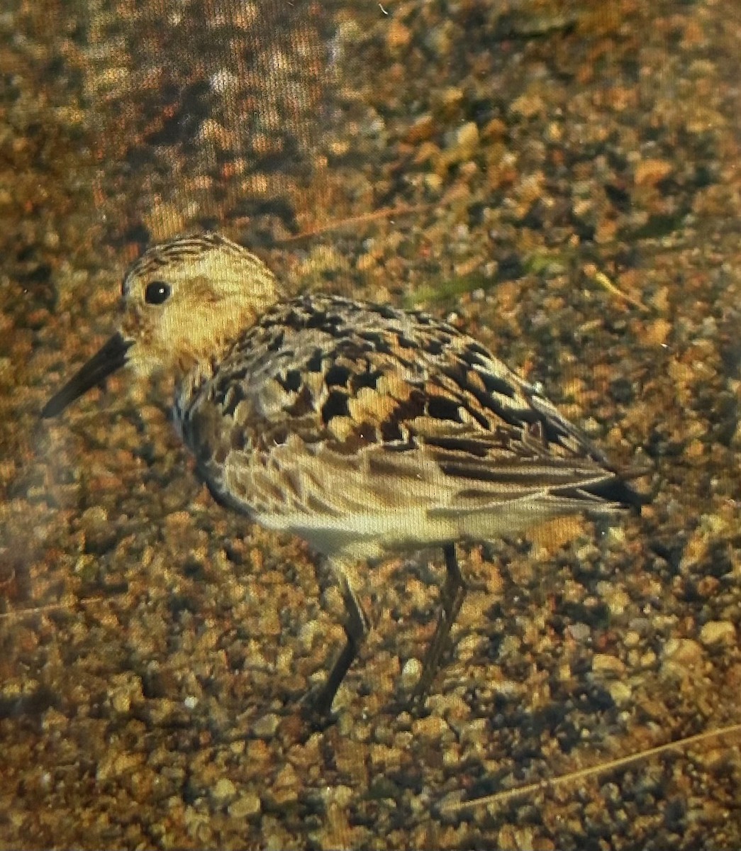 Sanderling - ML639061929