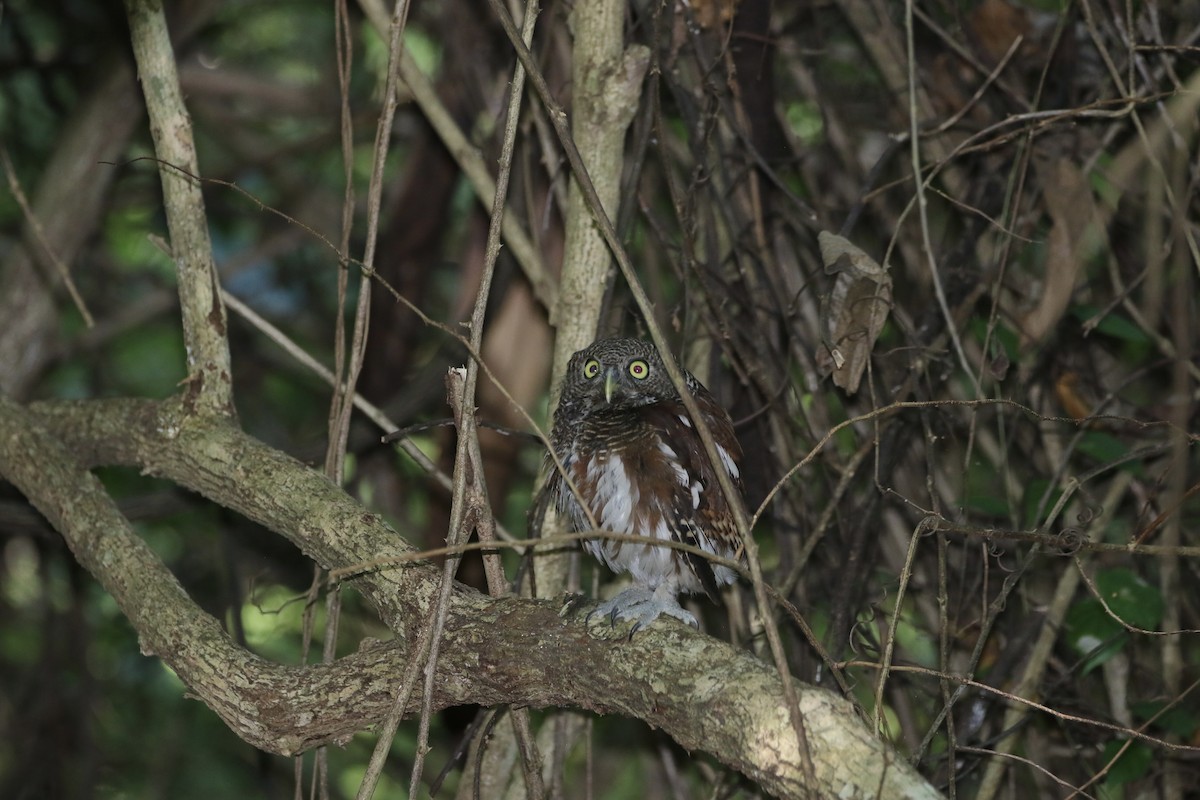 Javan Owlet - ML639061996