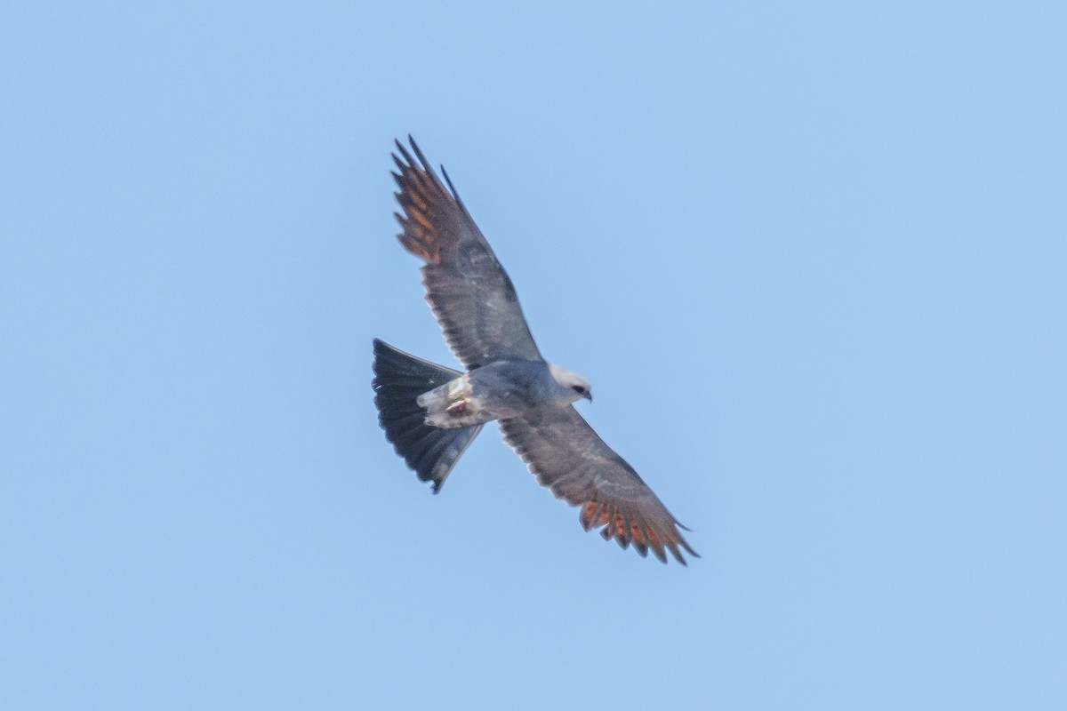 Mississippi Kite - ML639062141