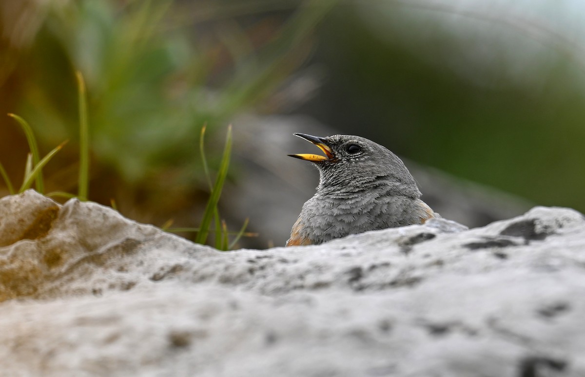 Alpine Accentor - ML639062285