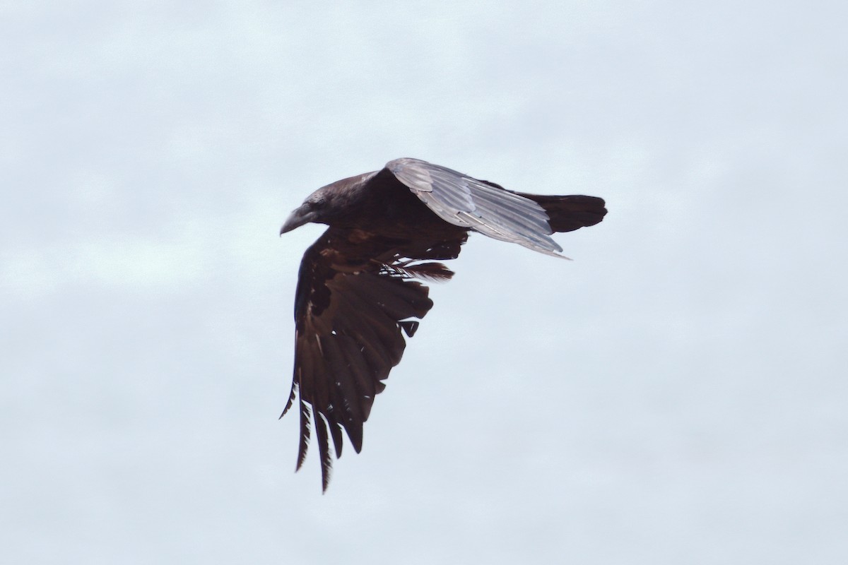 Common Raven - ML639062347