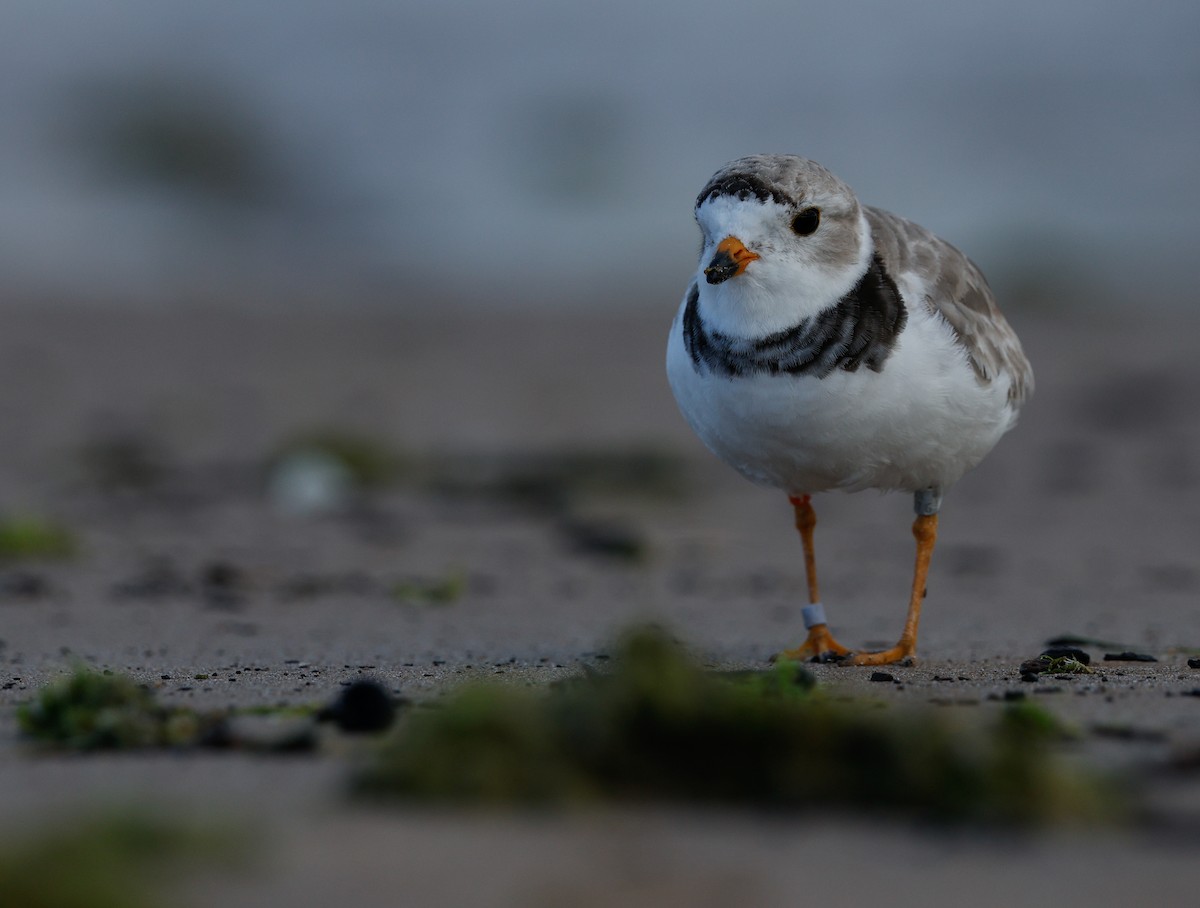 Piping Plover - ML639062431