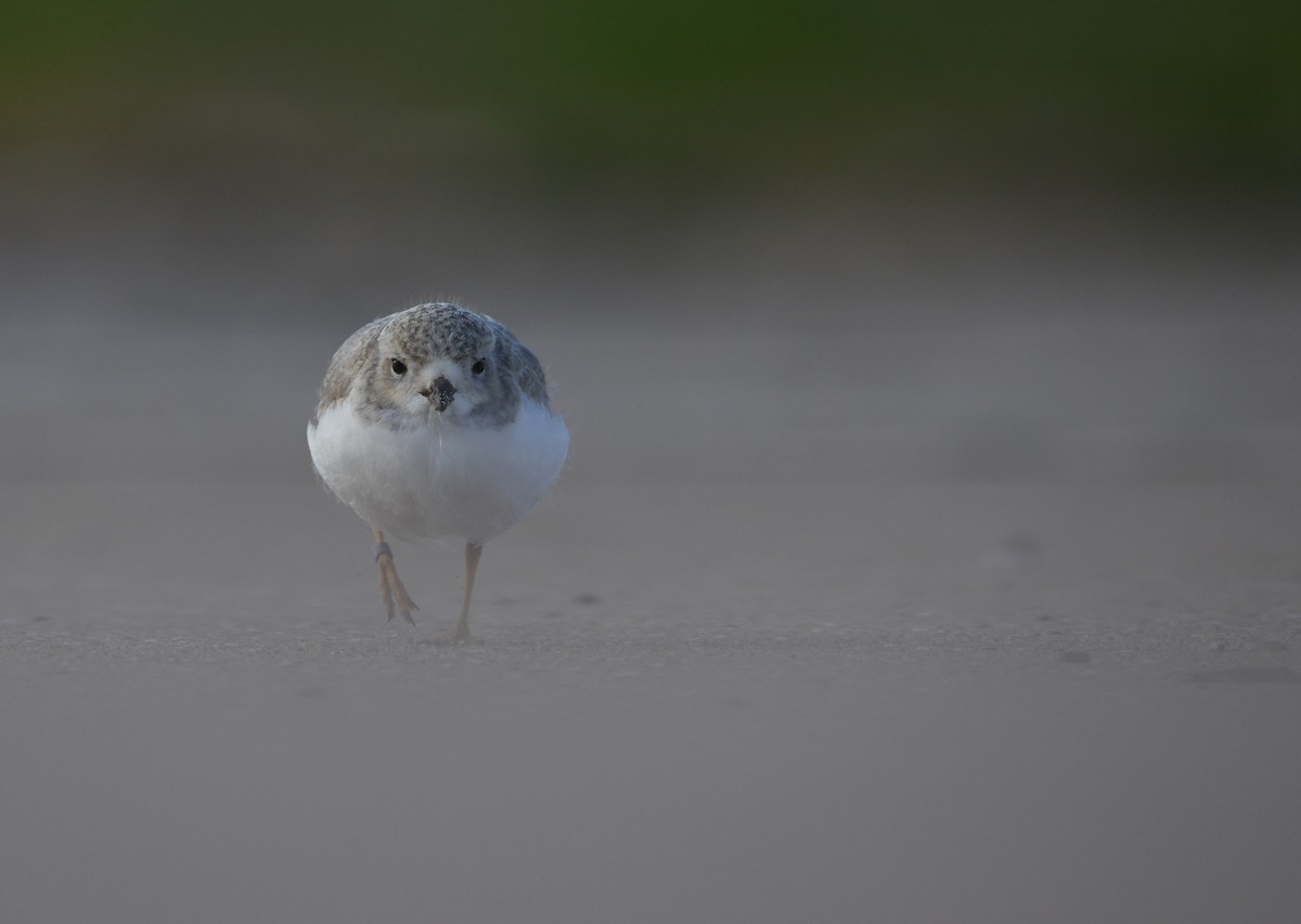 Piping Plover - ML639062435