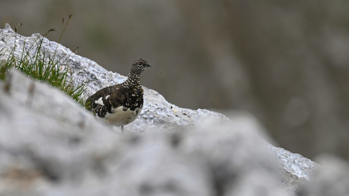 Rock Ptarmigan - ML639062476