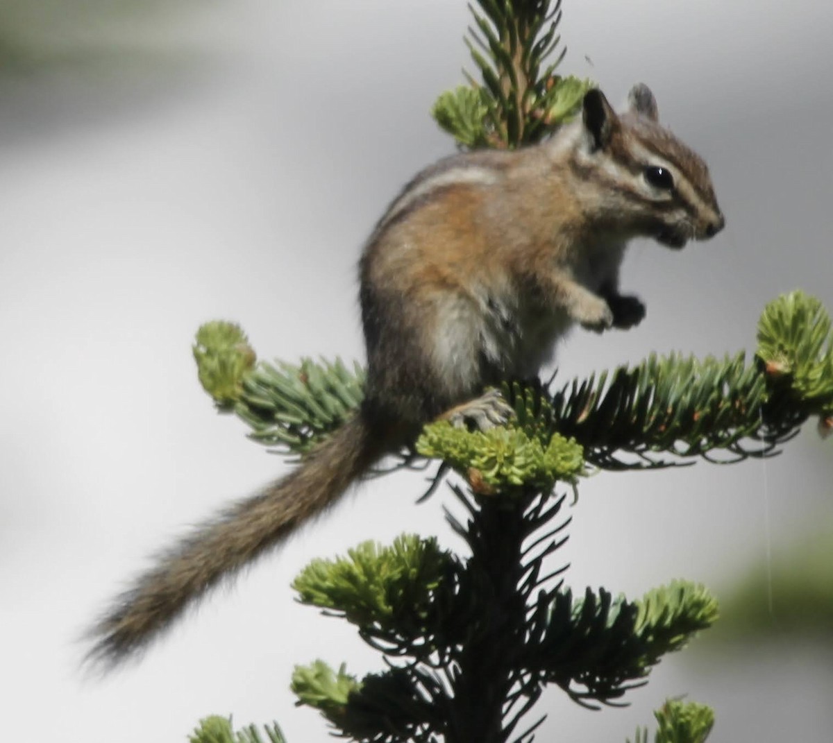 Yellow-pine Chipmunk - ML639062487