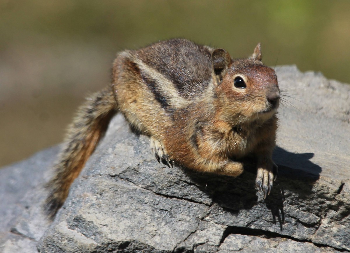Cascade Golden-mantled Ground Squirrel - ML639062488