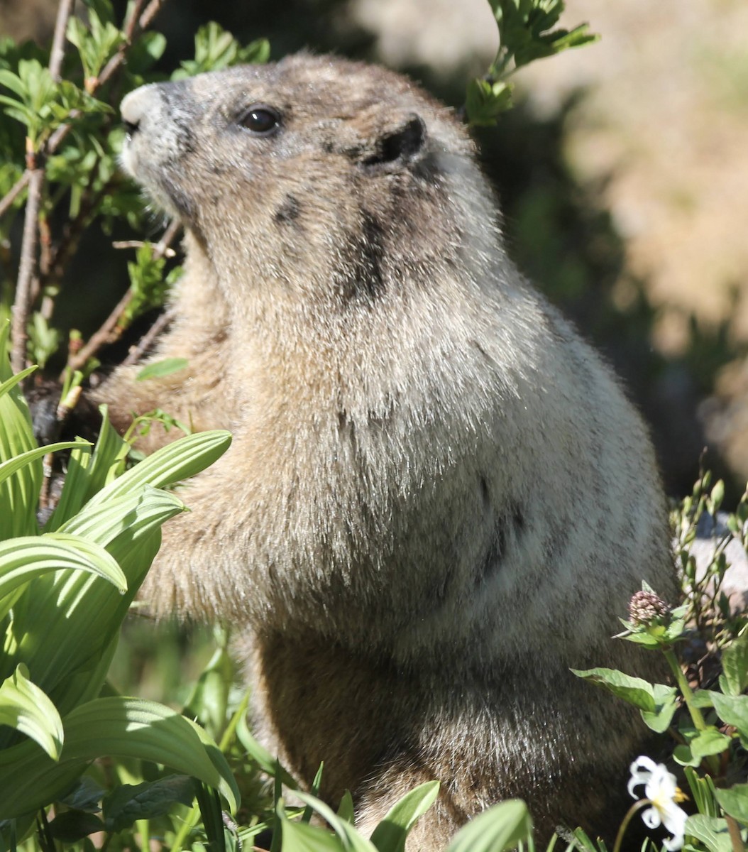 Hoary Marmot - ML639062489