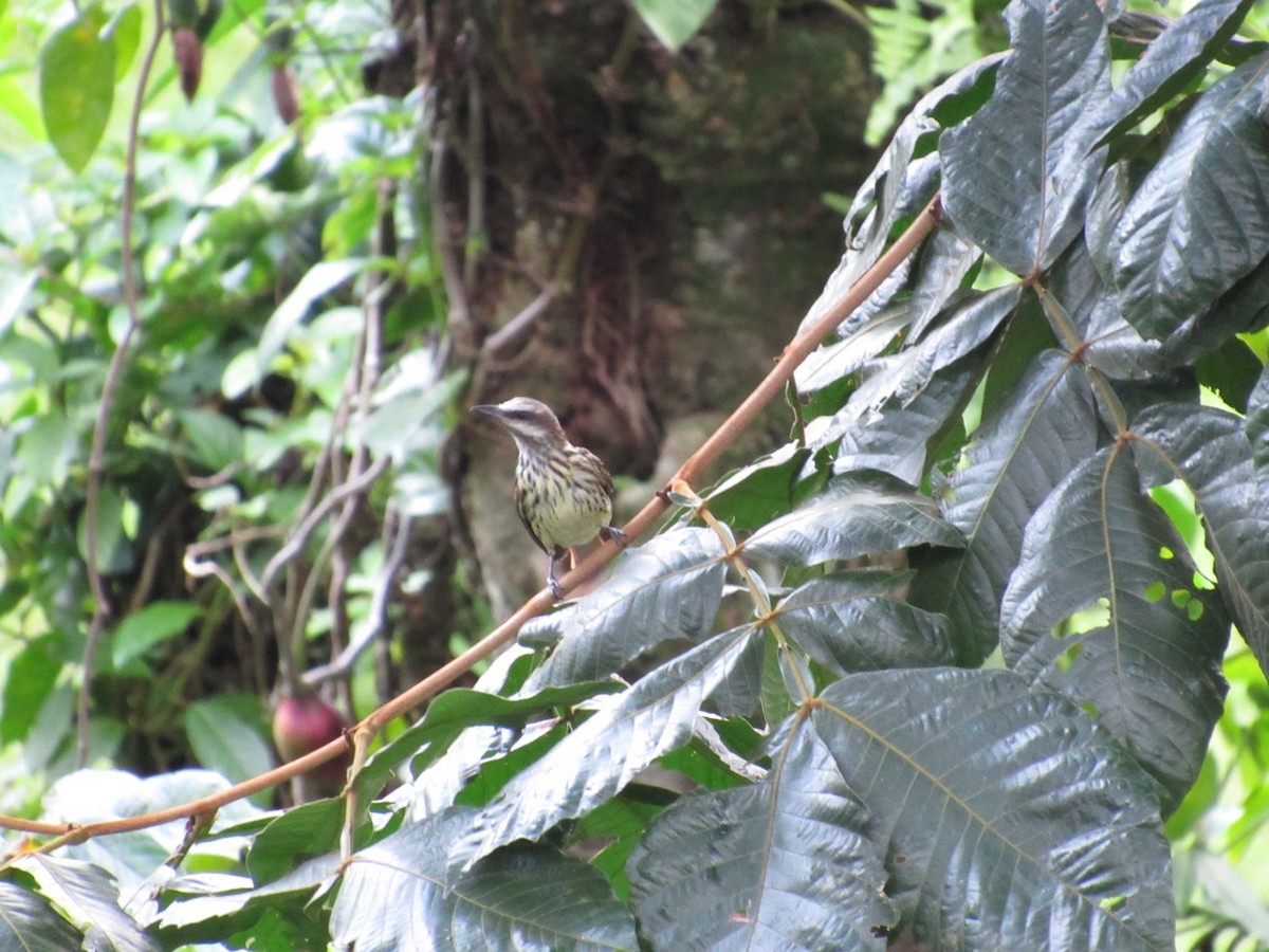 Sulphur-bellied Flycatcher - ML639062496