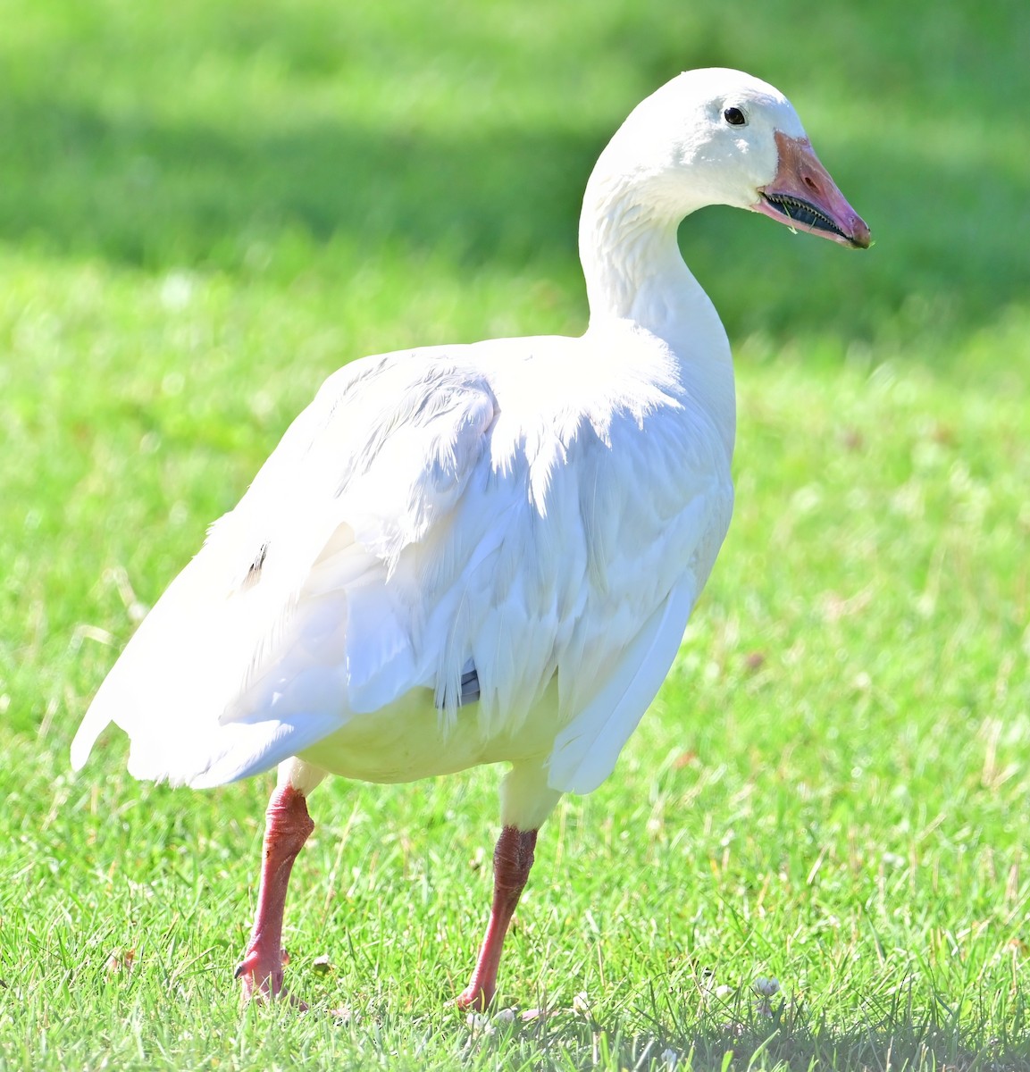 Цасны галуу - ML639062510