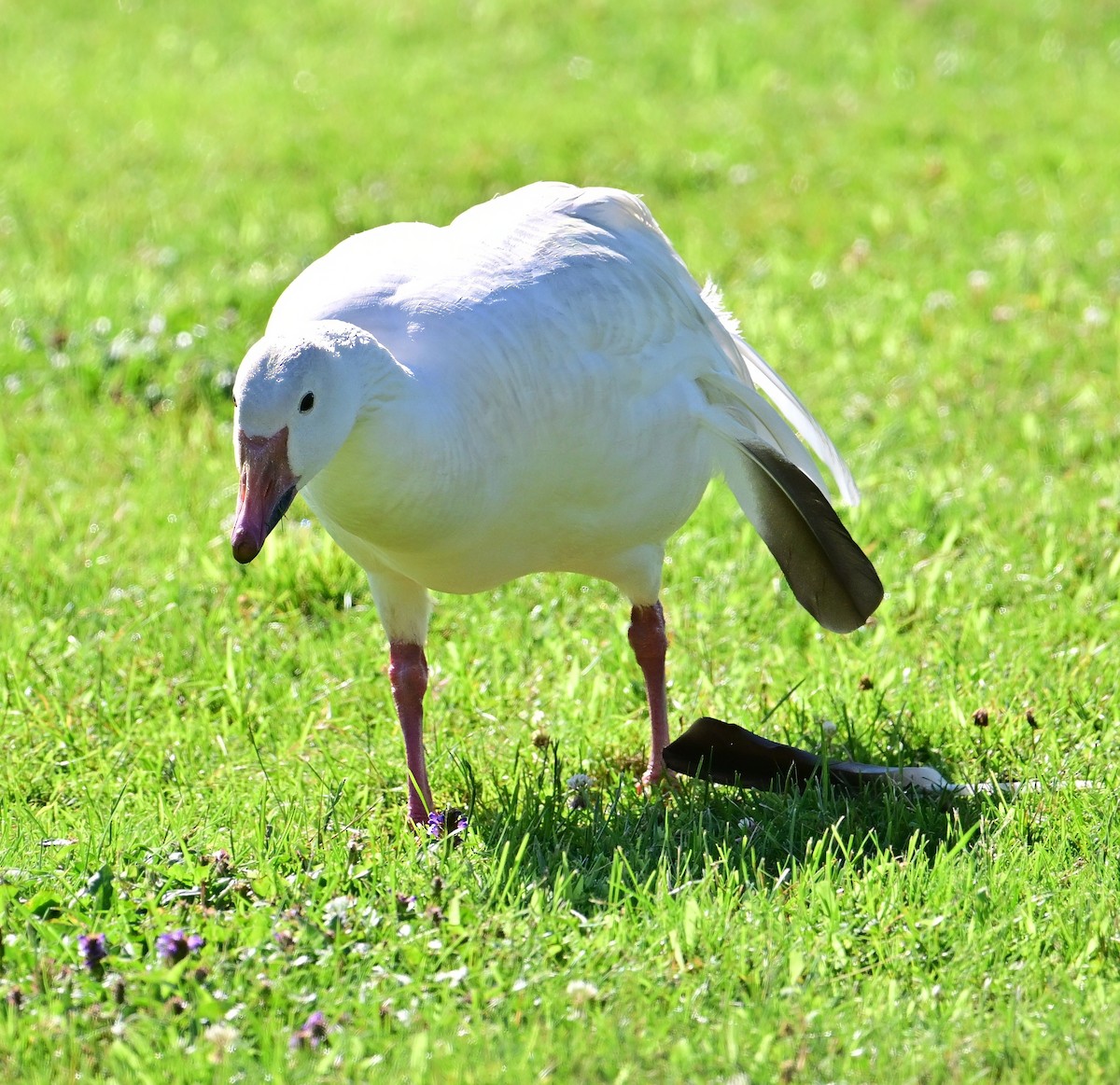 Цасны галуу - ML639062517