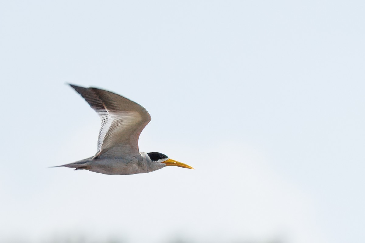 Large-billed Tern - ML639062558