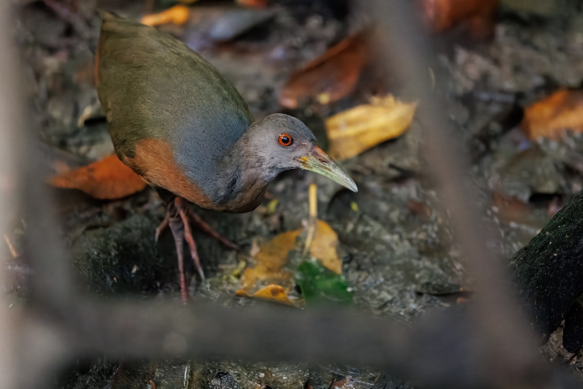 Little Wood-Rail - ML639062560