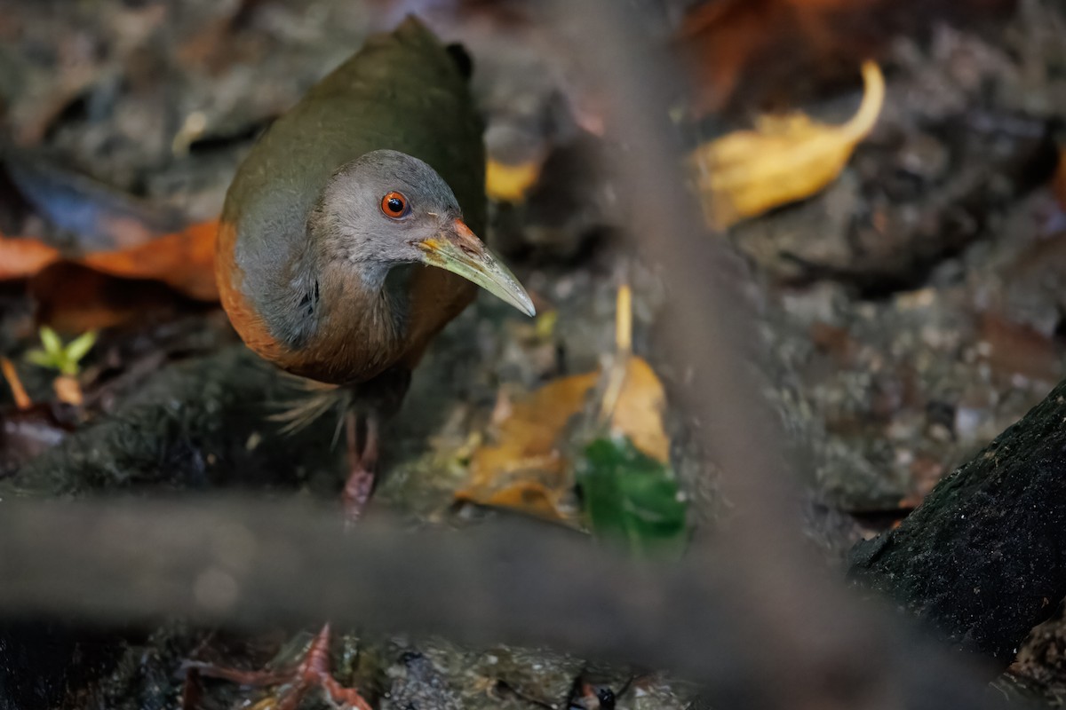 Little Wood-Rail - ML639062561