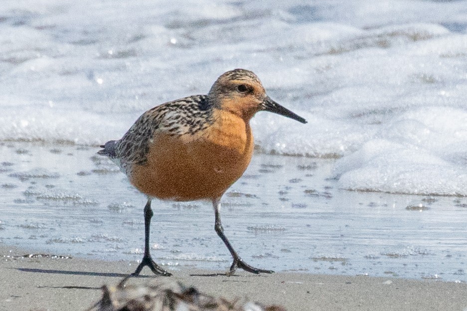 Red Knot - ML639062577