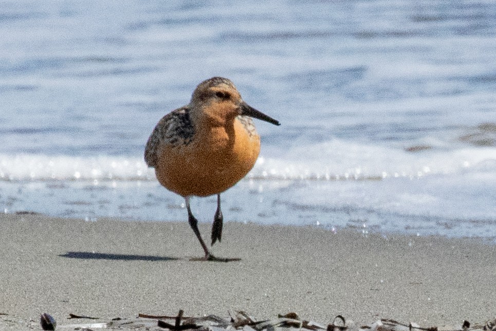 Red Knot - ML639062586