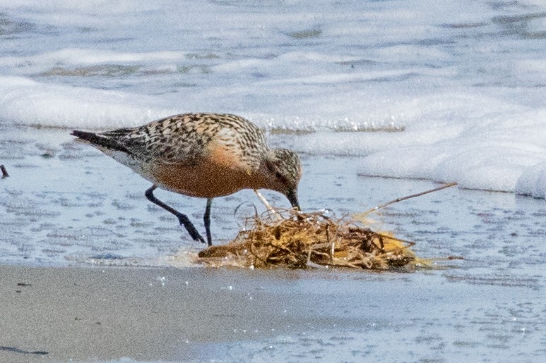 Red Knot - ML639062588